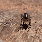 Jumping spider