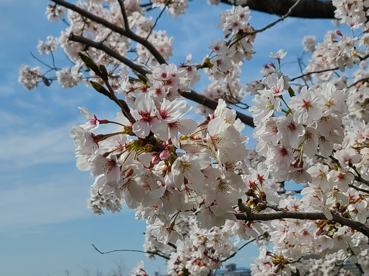 アルファードのいつもの川土手・桜とコラボ🌸・母校の桜🌸に関するカスタム事例の投稿画像7枚目