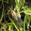 Tiger crane fly