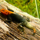 Red Headed Agama