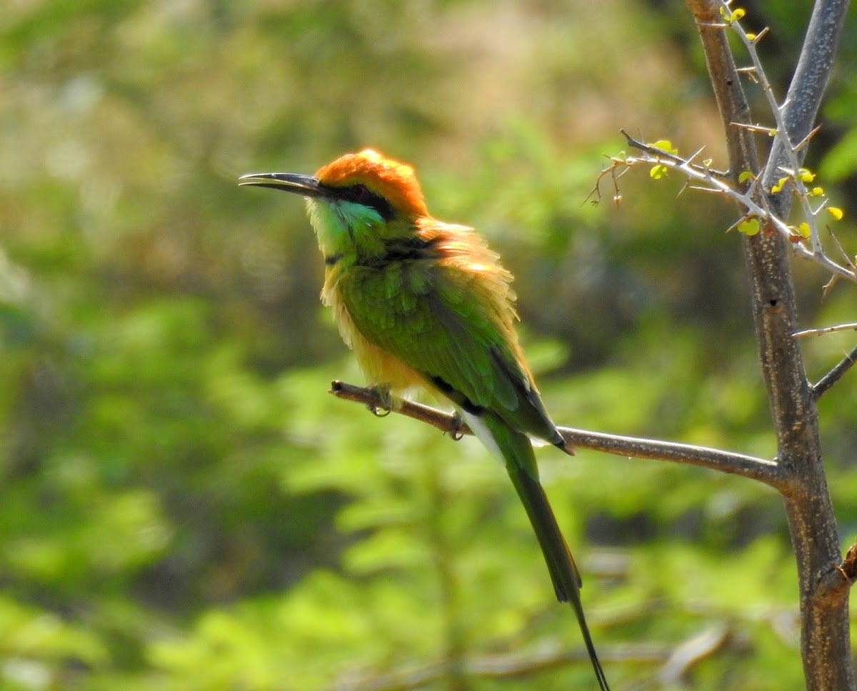 The green bee-eater