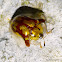 Mottled Tortoise Beetle