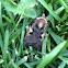 Lesser Black Letter Dart Moth