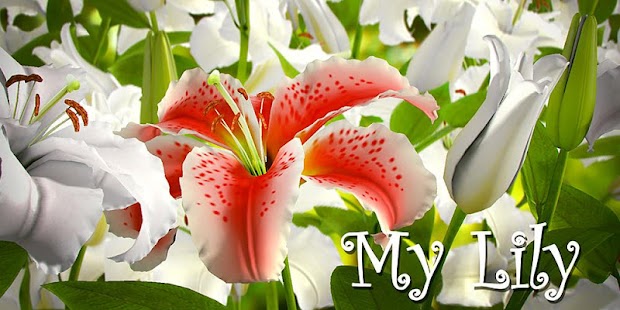 How to download My Lily 3D live wallpaper patch 1.00 apk for laptop