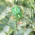 Green bifurcated abdomen spider