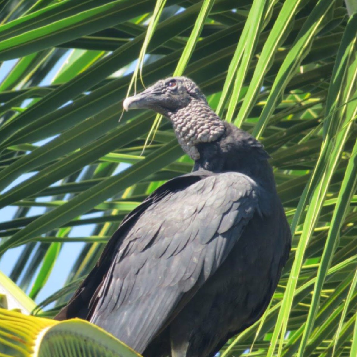 Black vulture