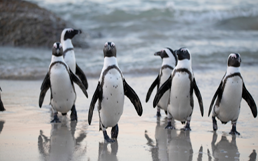 Penguin screenshot 1