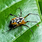 Long jawed orb weaver spider