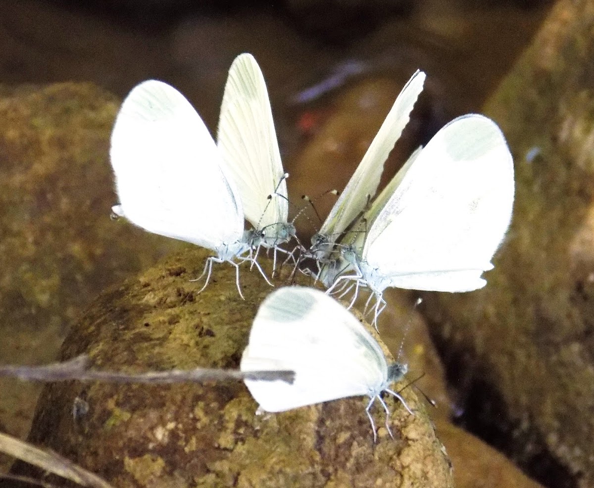 Wood white