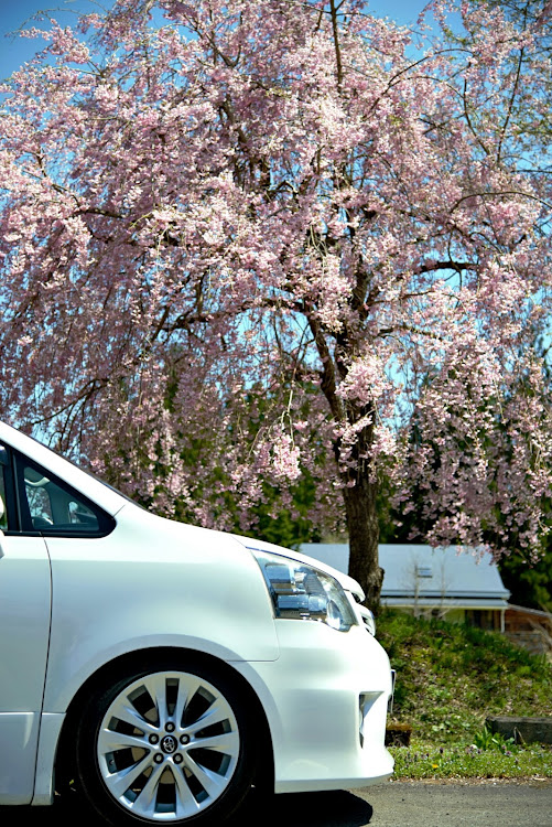 ノアの新潟・桜とコラボ・アートに関するカスタム事例の投稿画像4枚目