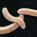 Feather Millipede