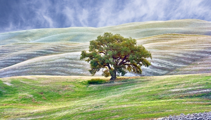 Quercia di vagero