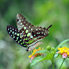 Tailed Jay