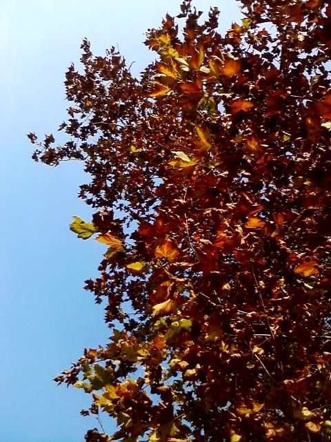 L'autunno si scaglia nel cielo di Funghetto97