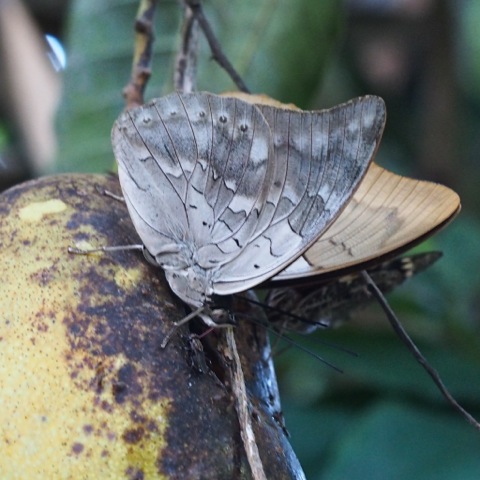 Banded King Shoemaker