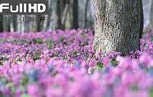 Flowers Wallpapers FullHD New Tab small promo image