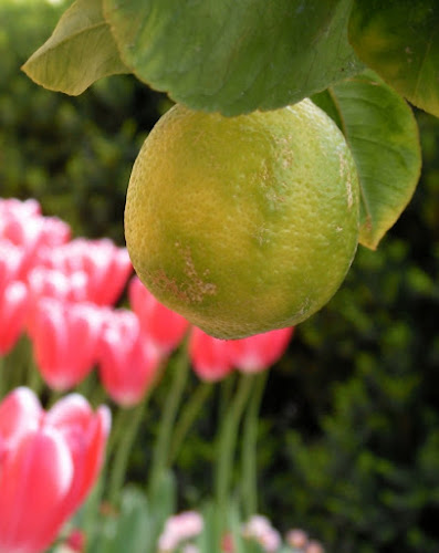 Limone di alfoone