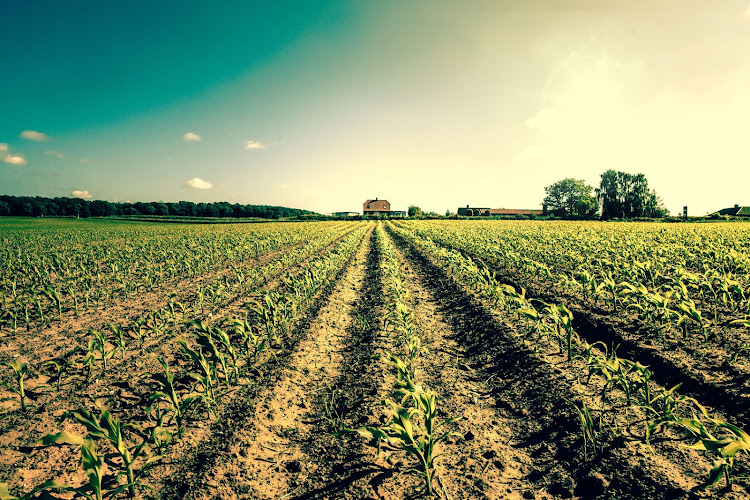 Previously disadvantaged people now own 26‚7% of all farmland in South Africa. File photo.