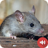 Mouse and Rat Sounds icon