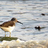 Green Sandpiper