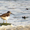 Green Sandpiper