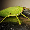 Katydid