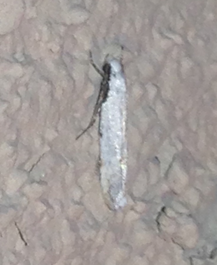 Gelechiidae Moth