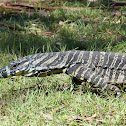 Goanna (Lace Monitor)