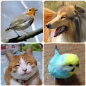 Animal Sounds (Bird,Dog,Cat) icon