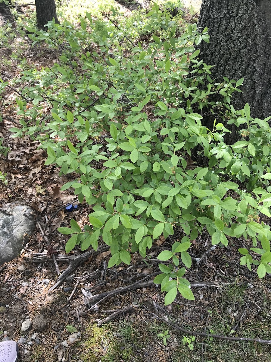 Common Highbush Blueberry