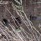 Moorhen; Polla de Agua