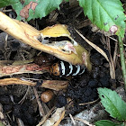 Convict Caterpillar