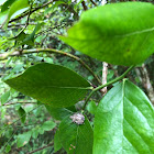 Brown Marmorated Stink Bug