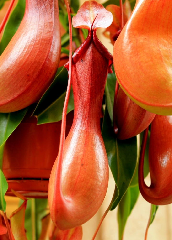 Nepenthes ventrata di Franca Graziani