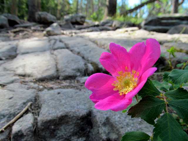 Wild rose alongside the trail