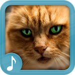 Cover Image of Download Meowing Cat Sounds 48.0 APK