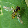 Syrphid Fly - Hoverfly