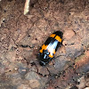 Pleasing Fungus Beetle