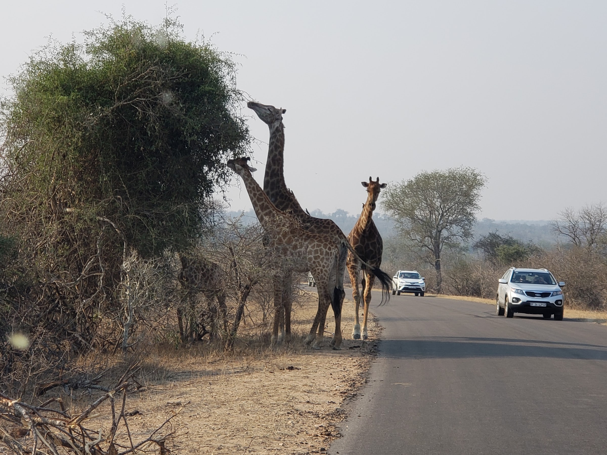 safari in kruger in september