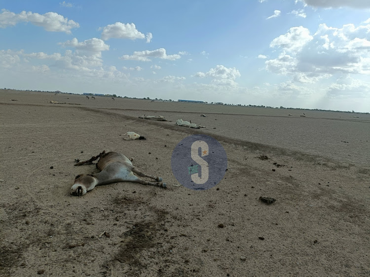 The drought situation in Sericho area of Isiolo reaches unprecedented levels with mass death of livestock. The county government and NRT have begun evacuating surviving animals to Tana river county using trucks/Magdaline Saya