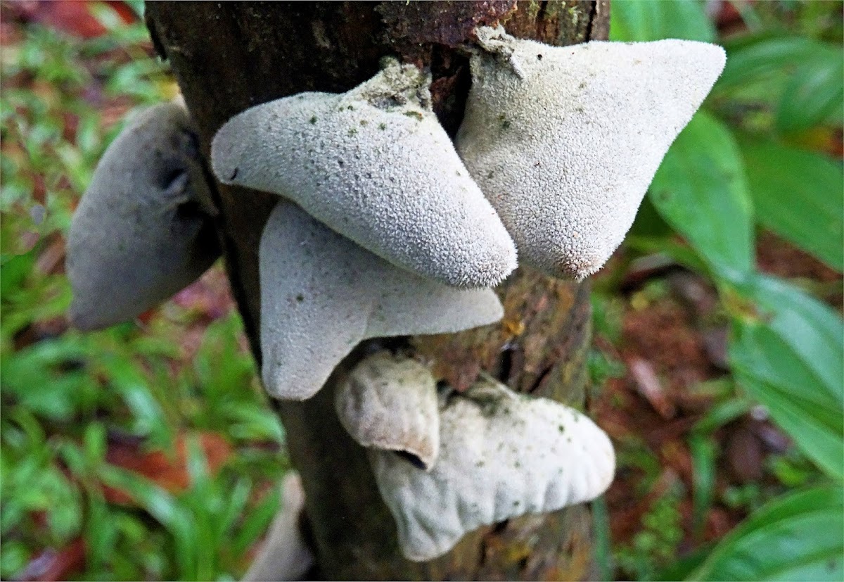 Fungus