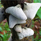 Fungus