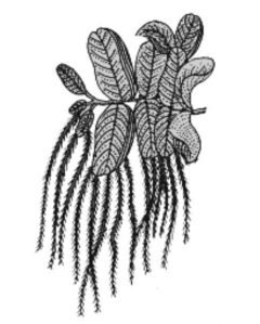 Pteridophytes