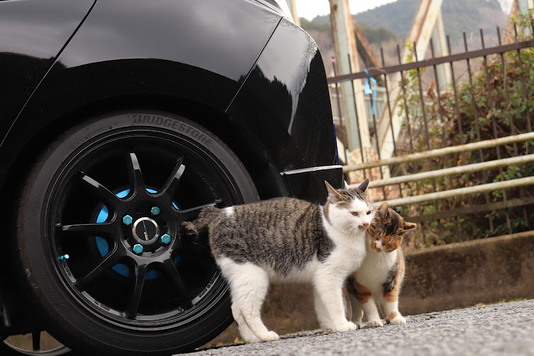 フィットの猫好き・猫好きな人とも繋がりたい・猫ちゃん可愛い!!!!・猫とコラボ・猫に癒された人いいねお願いしますwに関するカスタム事例の投稿画像5枚目