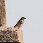 House Sparrow; Gorrión Común