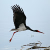 Black Stork