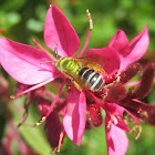 Metallic Green Sweat Bee