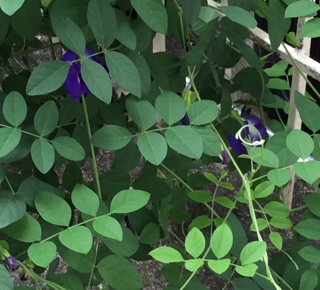 Butterfly Pea