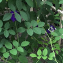 Butterfly Pea