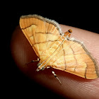 Crambid Snout Moth